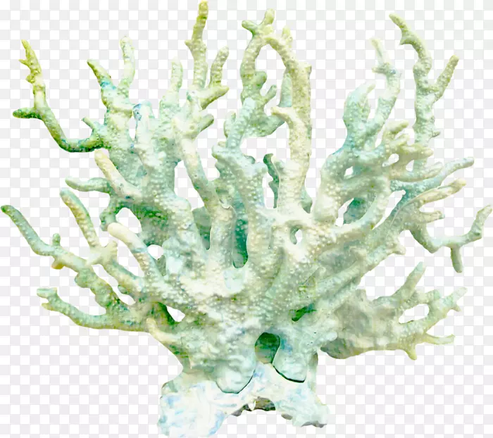 珊瑚礁剪贴画