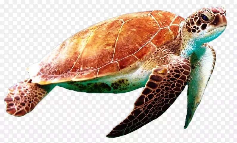 绿海龟爬行动物