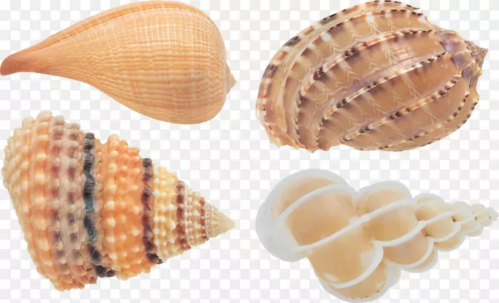 甲壳虫Conchology seashell图像文件格式.seashell