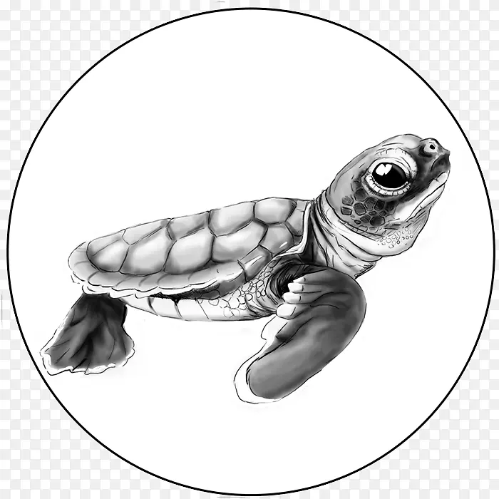 甲鱼海龟塘龟-海龟