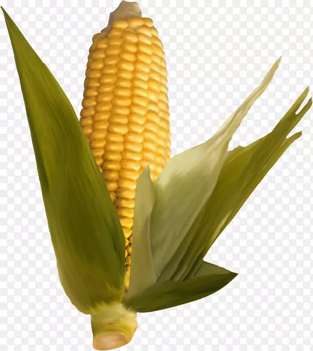 玉米对玉米芯商品植物茎-玉米