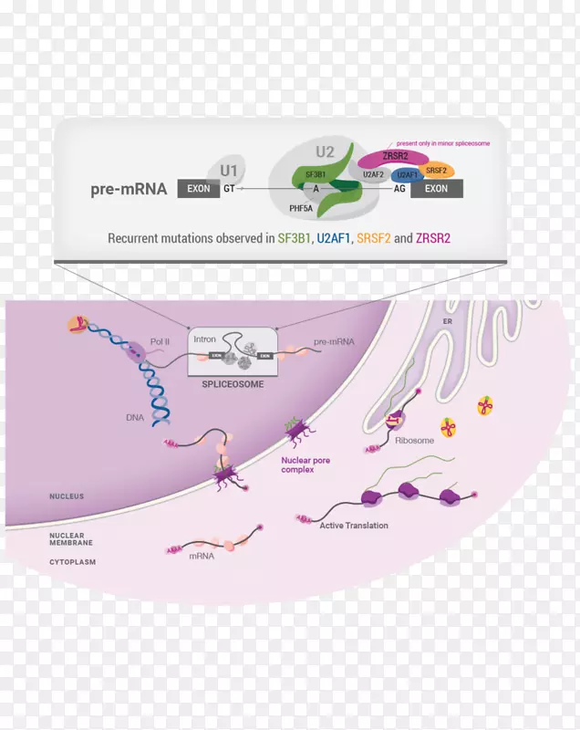 细胞生理转化基因组-生物医学