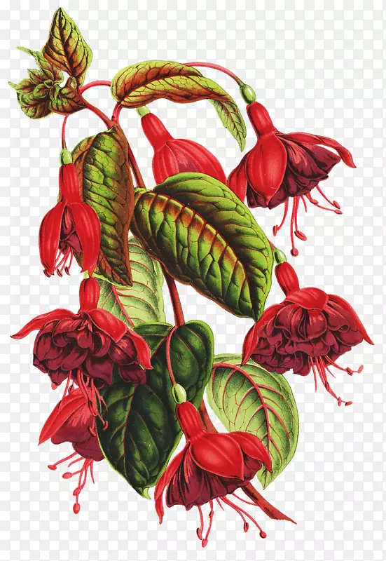 花卉植物学插图植物画-花