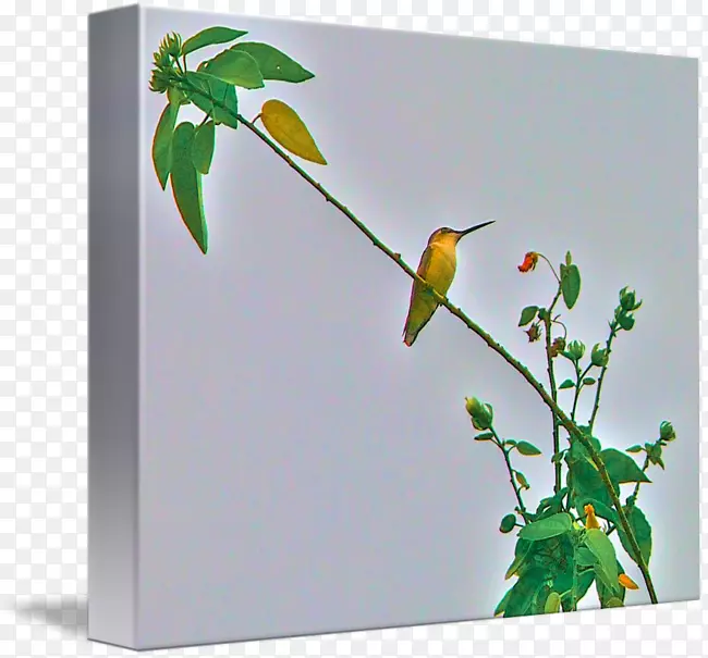 意象类艺术海报蜂鸟画布水彩画蜂鸟