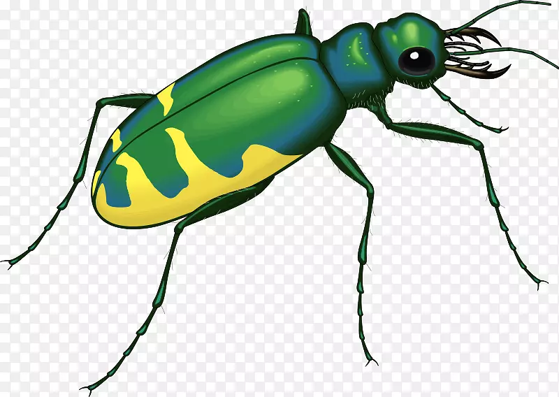 甲虫和昆虫有趣的昆虫和昆虫-甲虫