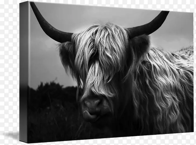 牛野生动物摄影-高地牛