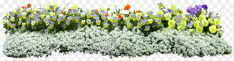 花卉下载植物-花卉