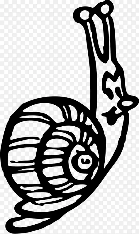 蜗牛腹足动物夹艺术.蜗牛