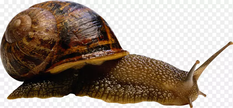 蜗牛腹足类