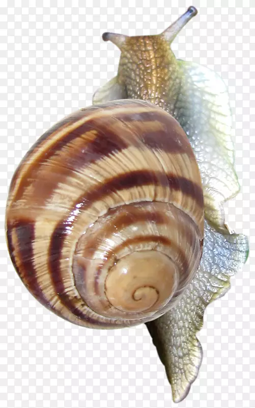 池塘蜗牛夹艺术-蜗牛
