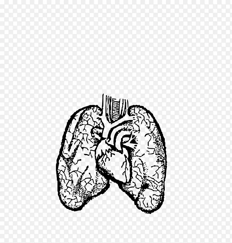 肺画人体剪贴画