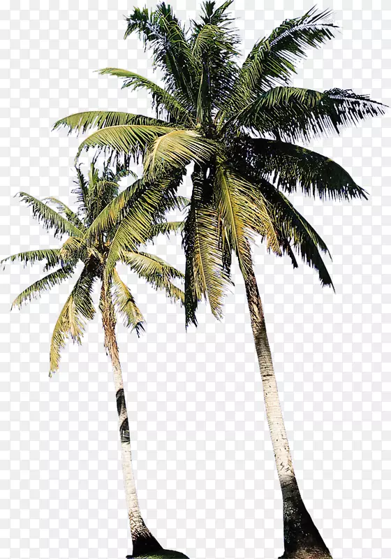亚洲棕榈椰子物理疗法-椰子