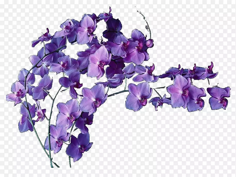 切花紫罗兰花束花型