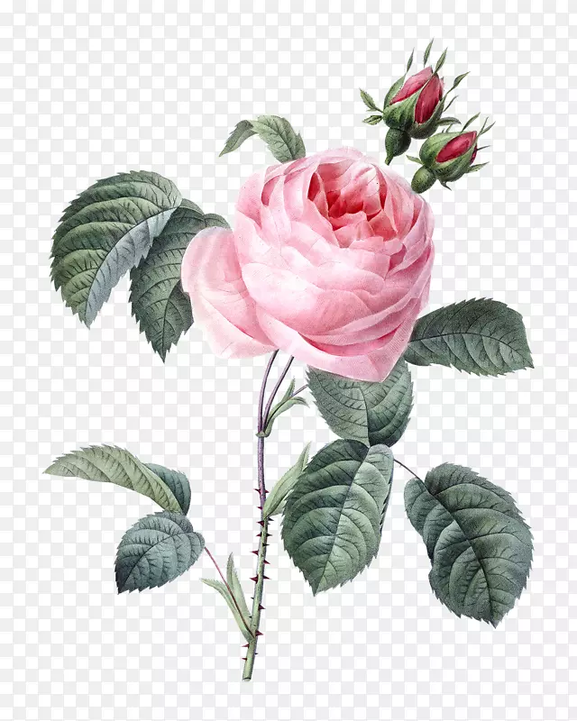 玫瑰皮埃尔·约瑟夫·雷德(1759-1840)