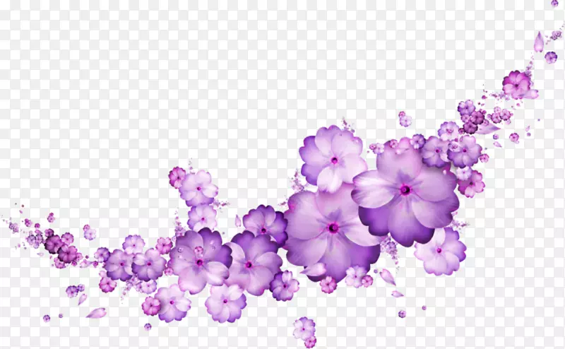 紫罗兰花紫红色、紫罗兰色