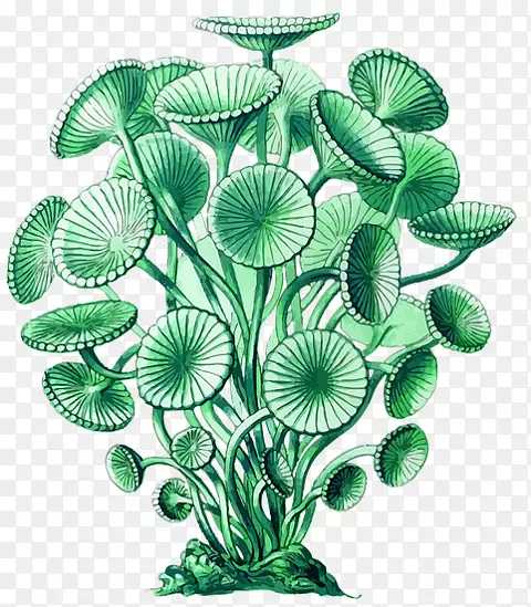 海藻海洋植物