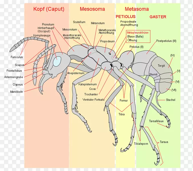 蚂蚁昆虫解剖膜翅目昆虫