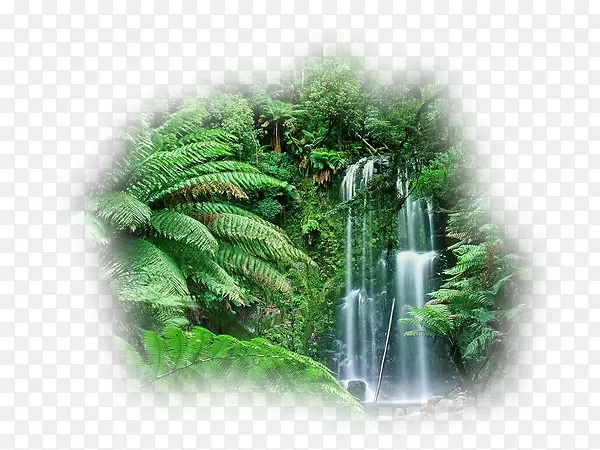 云林亚马逊雨林澳大利亚热带雨林-澳大利亚