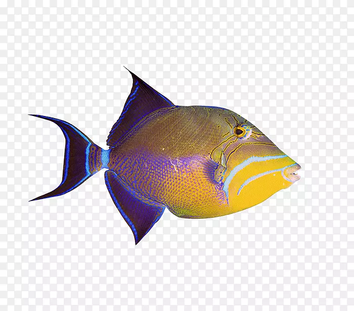 观赏鱼水族馆剪贴画-鱼