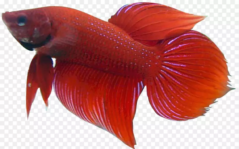 暹罗斗鱼尾夹艺术-鱼