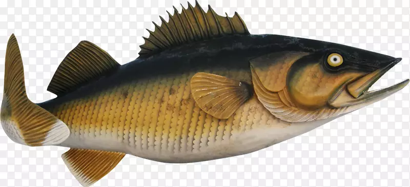 鲈鱼产品海洋生物-鱼类