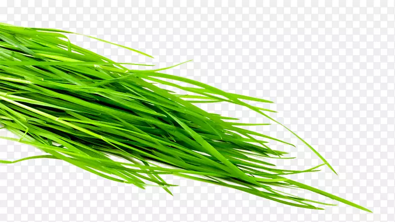 麦草普通小麦叶菜草本植物碳酸氢钠