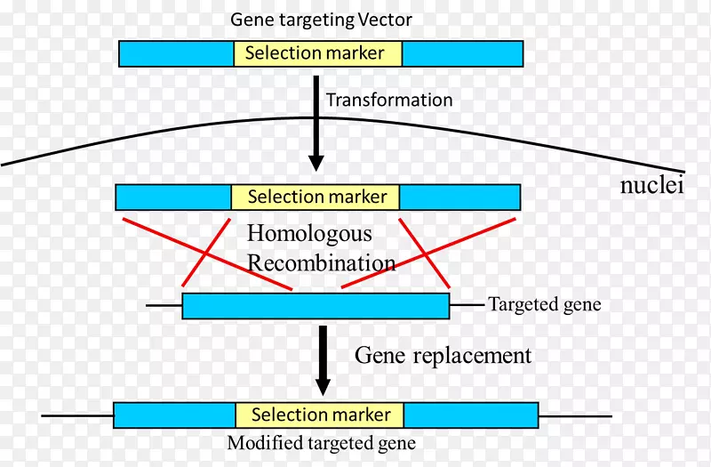 基因重组图聚合酶链反应-光合效率