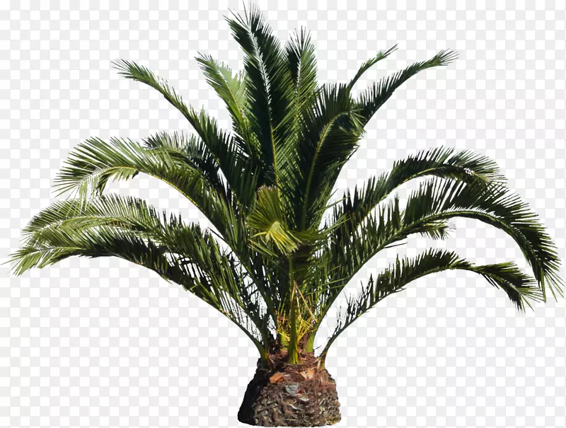 罗斯托纳金丝雀岛枣棕榈树