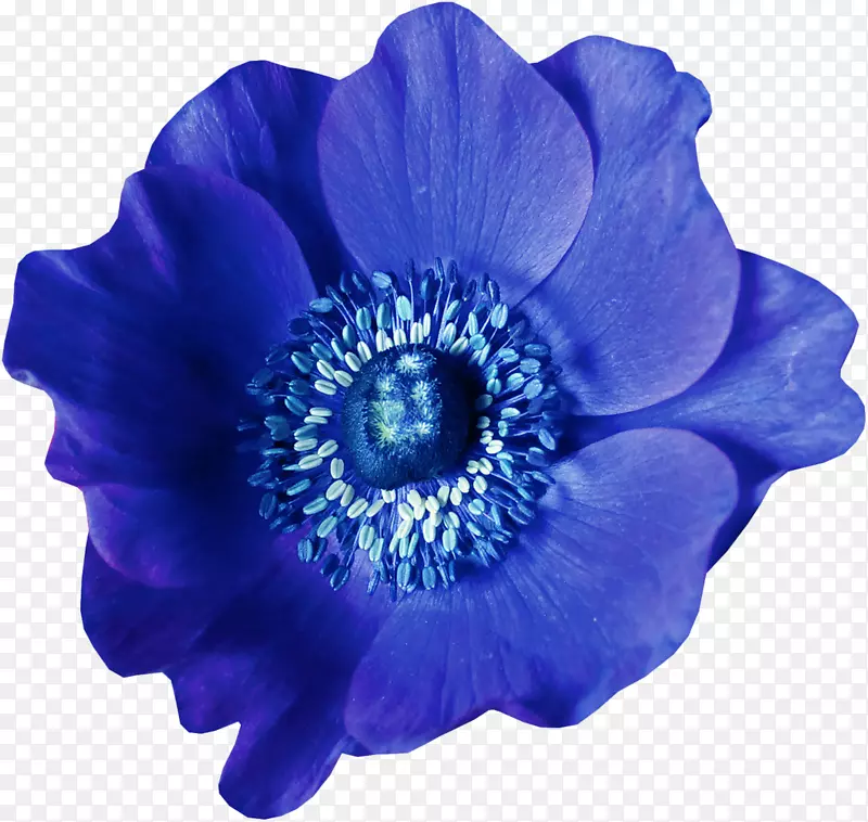 蓝花光栅图形-花