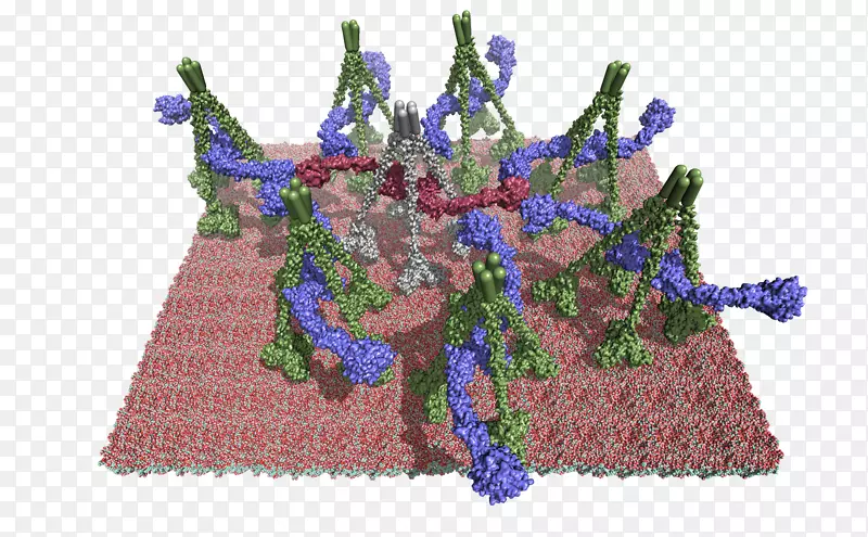 分子-吡咯烷酮途径膜结晶学-MASP