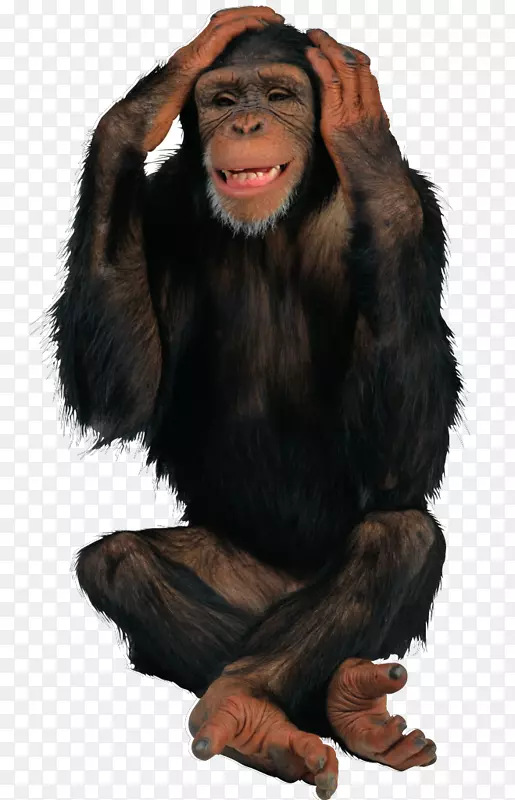 普通黑猩猩猿灵长类猴子