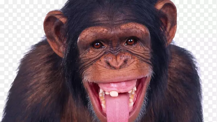 黑猩猩猿猴