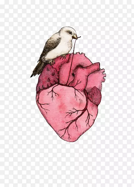 心脏解剖图-心脏