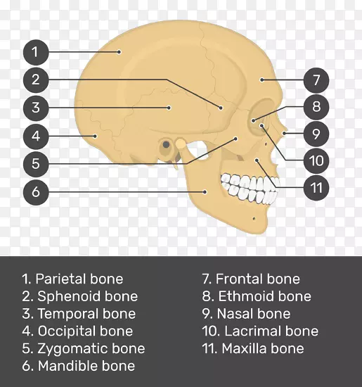 颅骨解剖主要肌肉颅骨