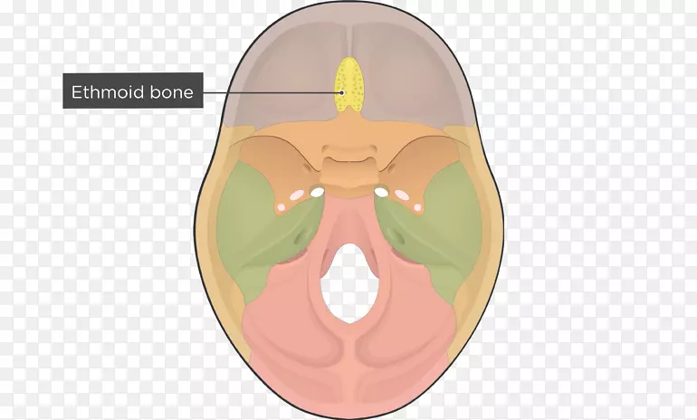 筛骨颅骨蝶骨颅腔颅骨骨