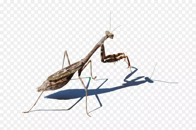 螳螂图像分辨率-螳螂
