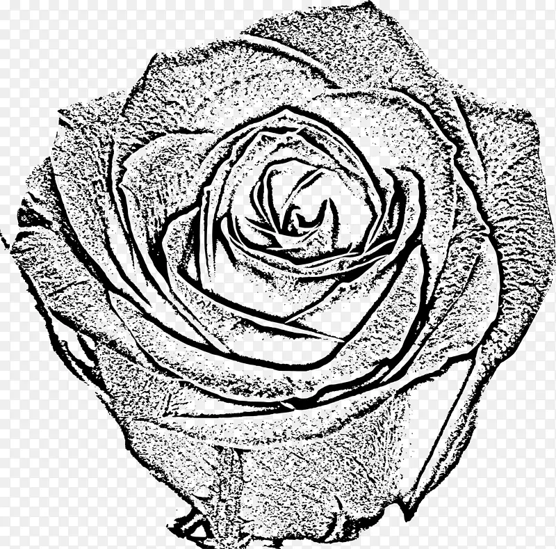 花园玫瑰黑白素描玫瑰
