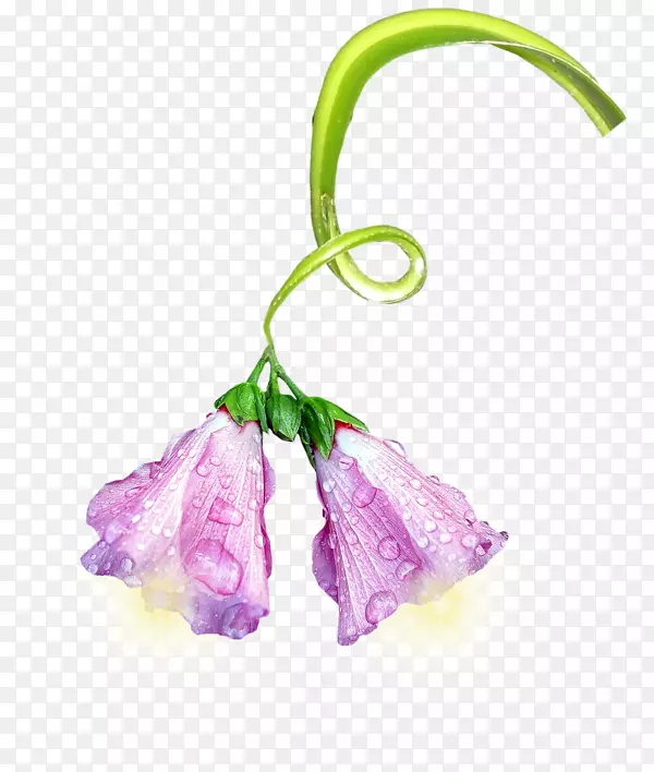 花瓣花植物紫花苜蓿