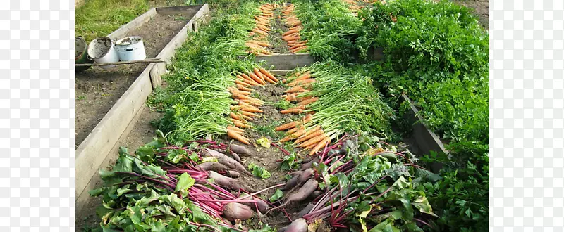 有机食品传家宝植物菜园-蔬菜