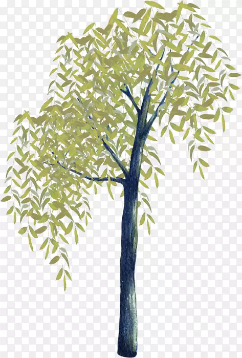 细枝植物茎树时间树