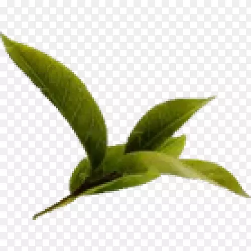 绿茶的健康益处：一种基于证据的茶叶植物-绿茶