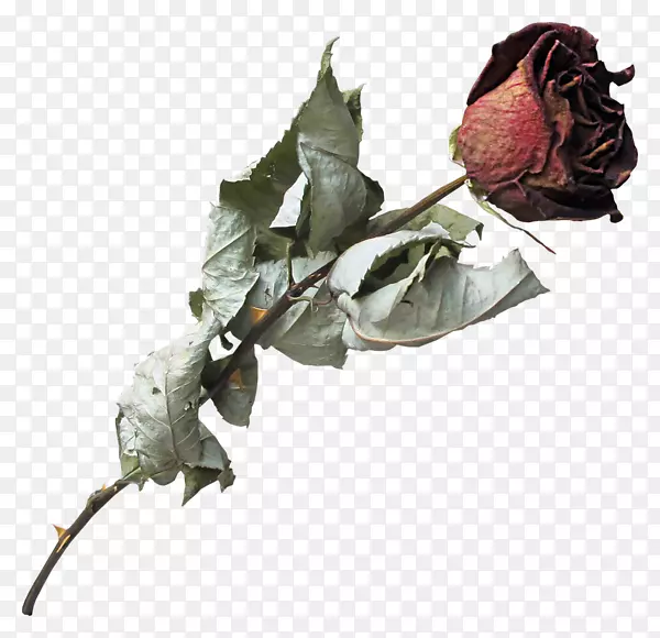 花卉花园玫瑰数据压缩剪辑艺术-花