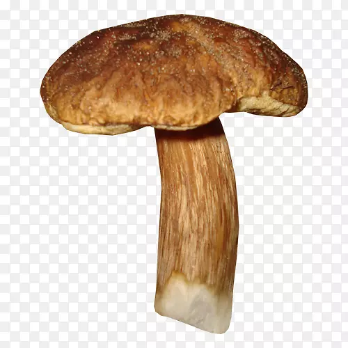 香菇类食用菌剪贴画-蘑菇