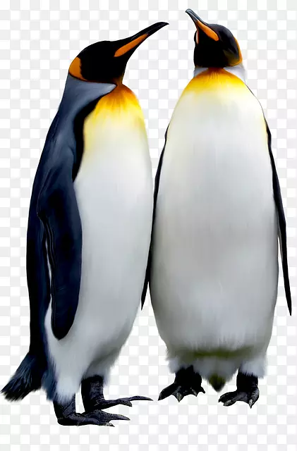 帝王企鹅南极鸟企鹅