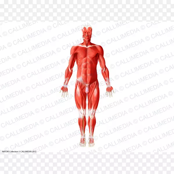 人体肌肉解剖肌肉系统