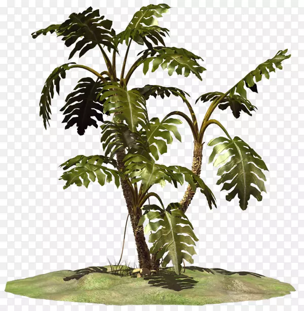 椰子花盆室内植物陆生植物茎椰子
