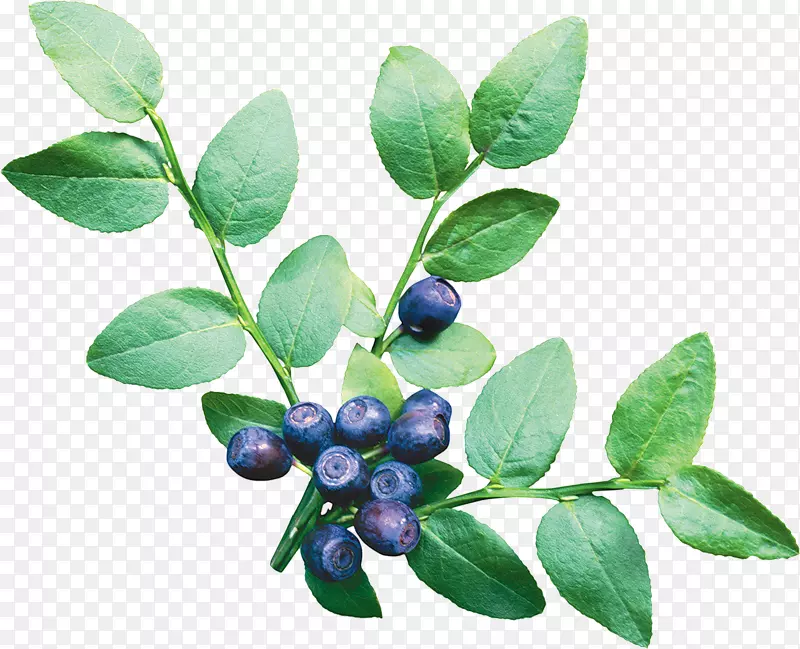 蓝莓剪贴画-蓝莓