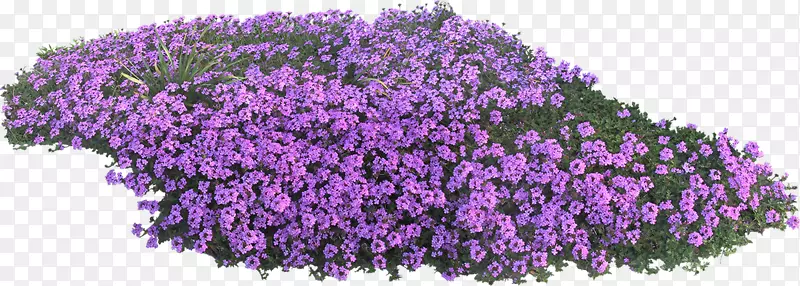 英国薰衣草花园紫罗兰花