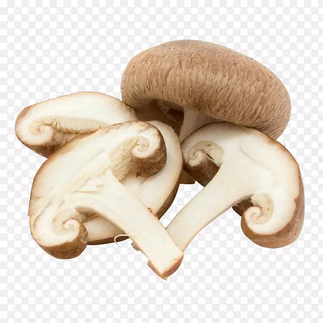 普通蘑菇食用菌蔬菜蘑菇