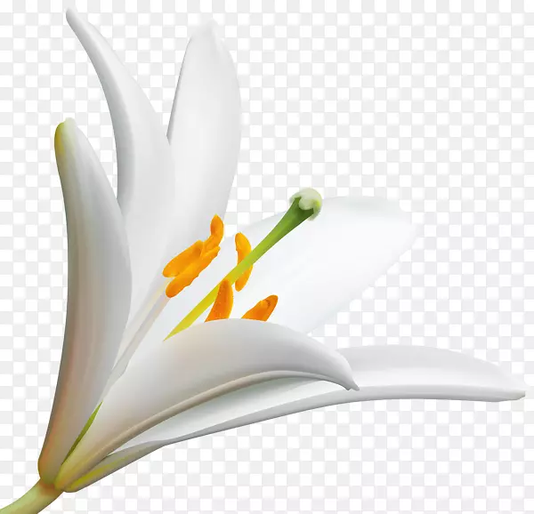 复活节百合花花瓣花卉设计-花卉